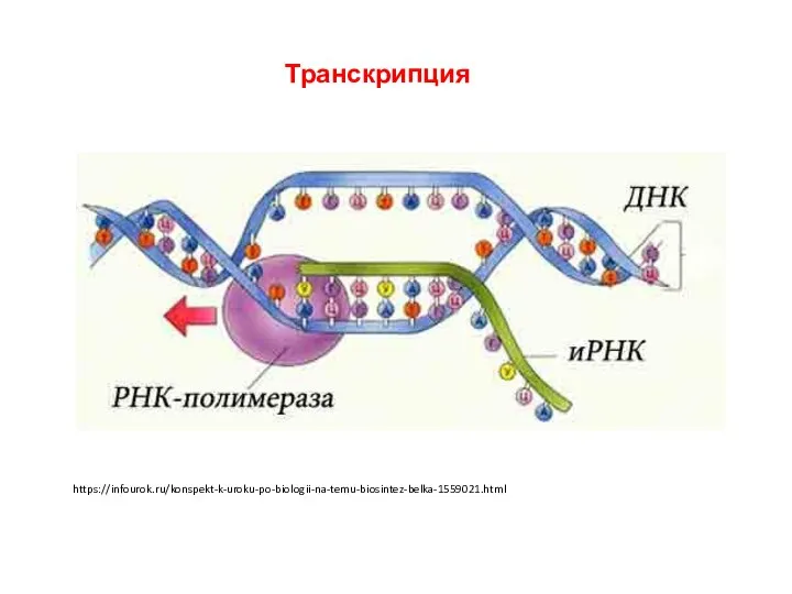 Транскрипция https://infourok.ru/konspekt-k-uroku-po-biologii-na-temu-biosintez-belka-1559021.html