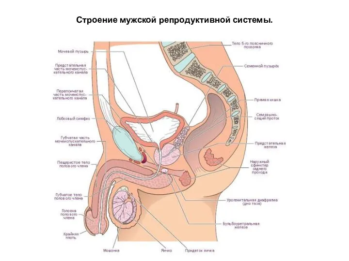 Строение мужской репродуктивной системы.