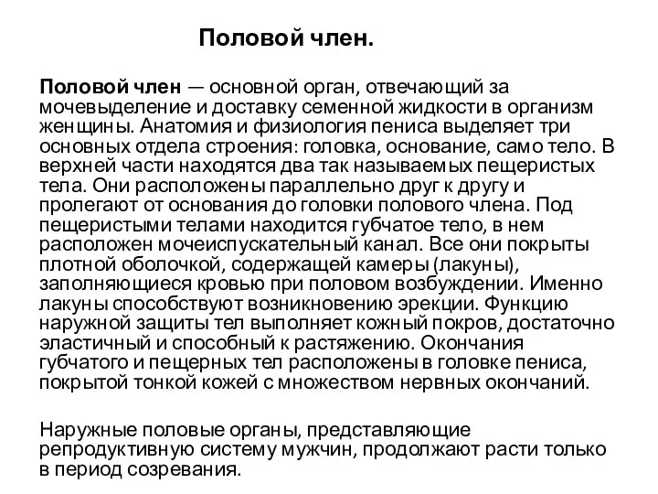 Половой член. Половой член — основной орган, отвечающий за мочевыделение и доставку