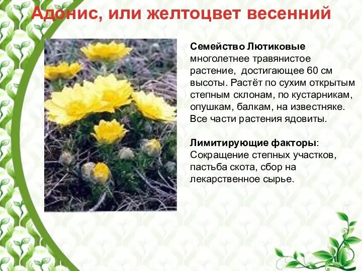 Адонис, или желтоцвет весенний Семейство Лютиковые многолетнее травянистое растение, достигающее 60 см