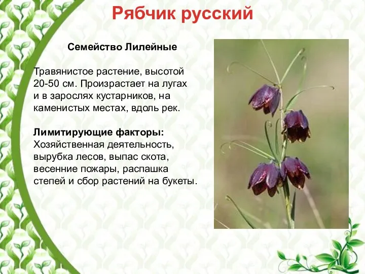 Рябчик русский Семейство Лилейные Травянистое растение, высотой 20-50 см. Произрастает на лугах