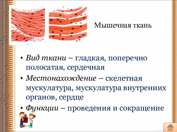 Мышечная ткань Вид ткани – гладкая, поперечно полосатая, сердечная Местонахождение – скелетная