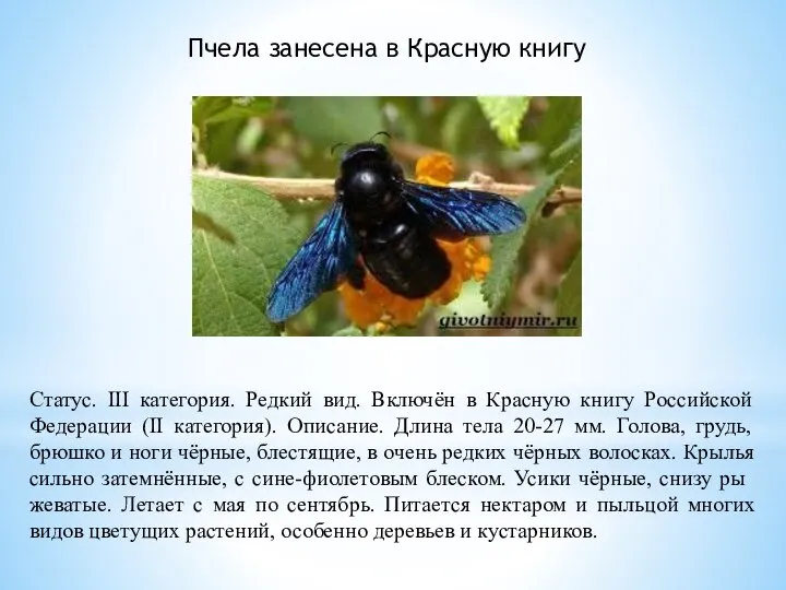 Пчела занесена в Красную книгу Статус. III категория. Редкий вид. Включён в