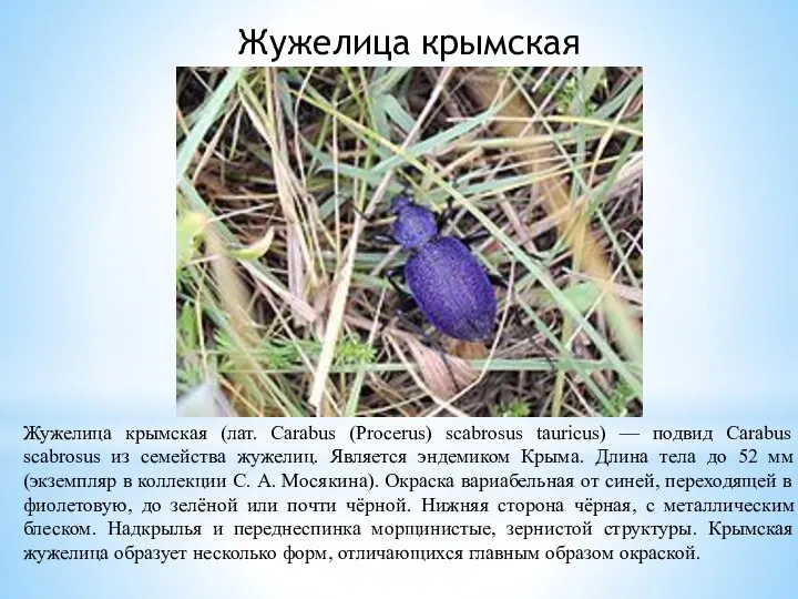 Жужелица крымская Жужелица крымская (лат. Сarabus (Procerus) scabrosus tauricus) — подвид Carabus