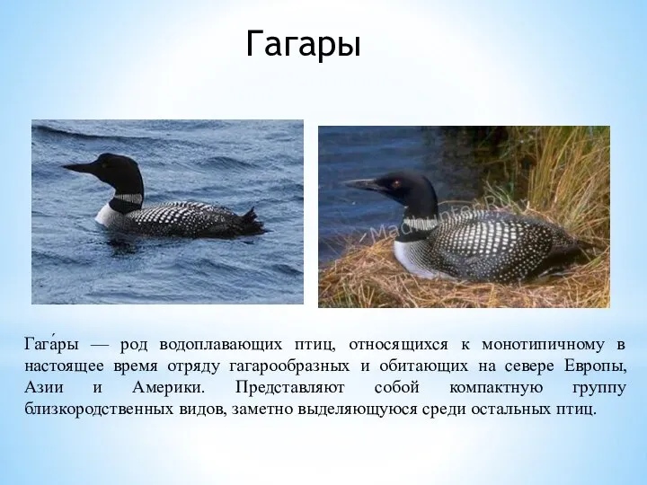 Гагары Гага́ры — род водоплавающих птиц, относящихся к монотипичному в настоящее время