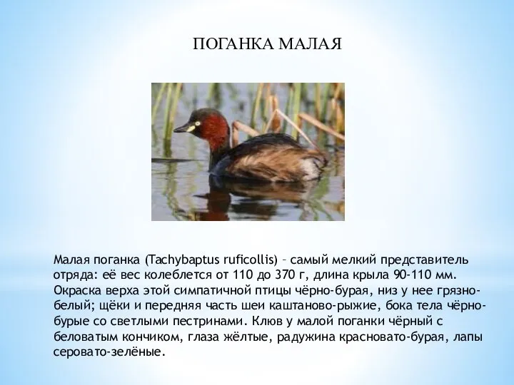 ПОГАНКА МАЛАЯ Малая поганка (Tachybaptus ruficollis) – самый мелкий представитель отряда: её