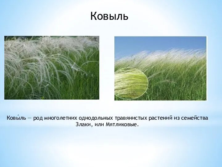 Ковыль Ковы́ль — род многолетних однодольных травянистых растений из семейства Злаки, или Мятликовые.
