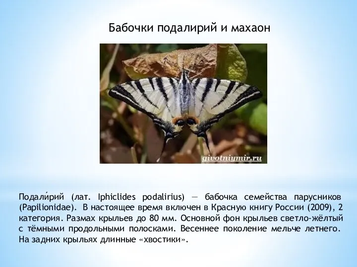 Бабочки подалирий и махаон Подали́рий (лат. Iphiclides podalirius) — бабочка семейства парусников