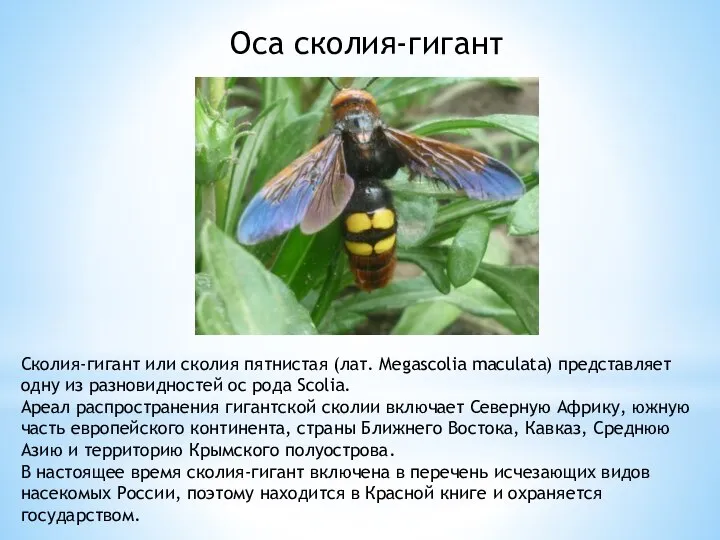 Сколия-гигант или сколия пятнистая (лат. Megascolia maculata) представляет одну из разновидностей ос