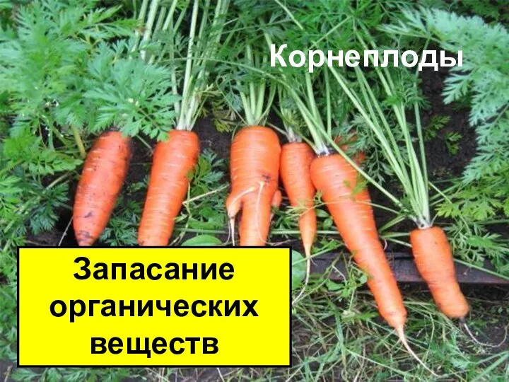 Корнеплоды Запасание органических веществ