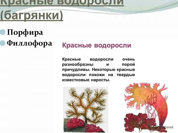 Красные водоросли (багрянки) Порфира Филлофора