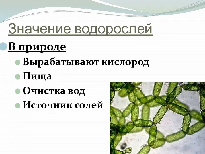 Значение водорослей В природе Вырабатывают кислород Пища Очистка вод Источник солей