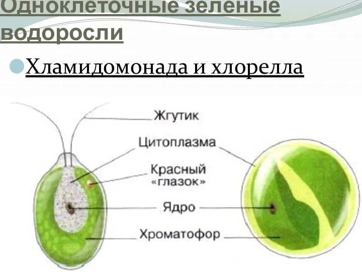 Одноклеточные зелёные водоросли Хламидомонада и хлорелла