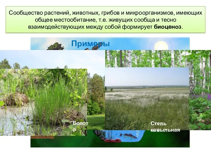 Сообщество растений, животных, грибов и микроорганизмов, имеющих общее местообитание, т.е. живущих сообща