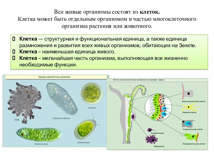 Все живые организмы состоят из клеток. Клетка может быть отдельным организмом и