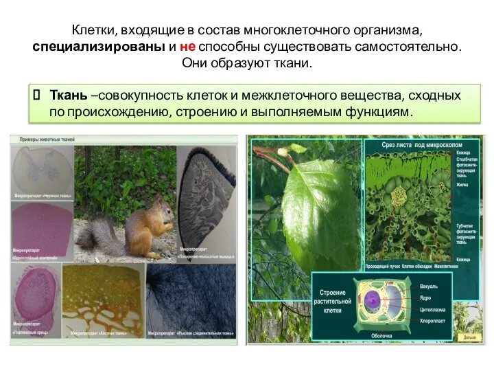 Клетки, входящие в состав многоклеточного организма, специализированы и не способны существовать самостоятельно.