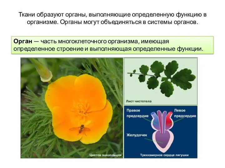 Ткани образуют органы, выполняющие определенную функцию в организме. Органы могут объединяться в