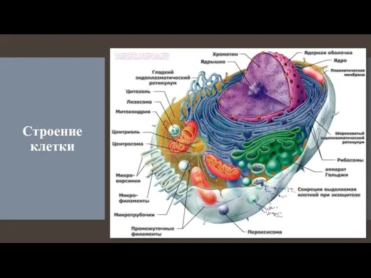 Строение клетки