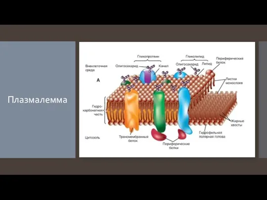 Плазмалемма