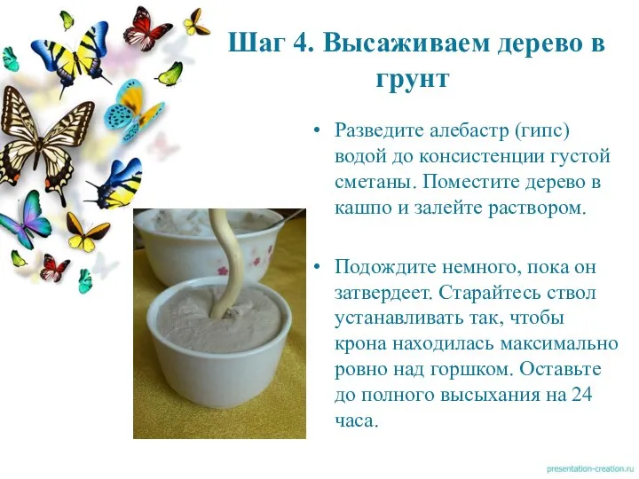 Шаг 4. Высаживаем дерево в грунт Разведите алебастр (гипс) водой до консистенции