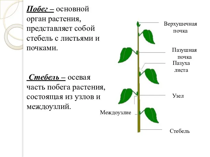 Побег – основной орган растения, представляет собой стебель с листьями и почками.