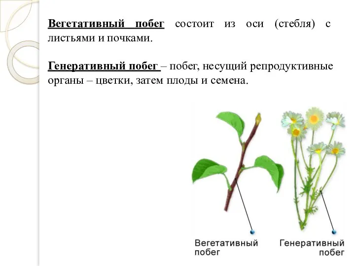 Вегетативный побег состоит из оси (стебля) с листьями и почками. Генеративный побег