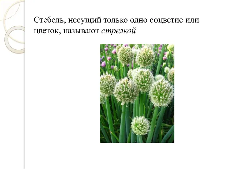 Стебель, несущий только одно соцветие или цветок, называют стрелкой