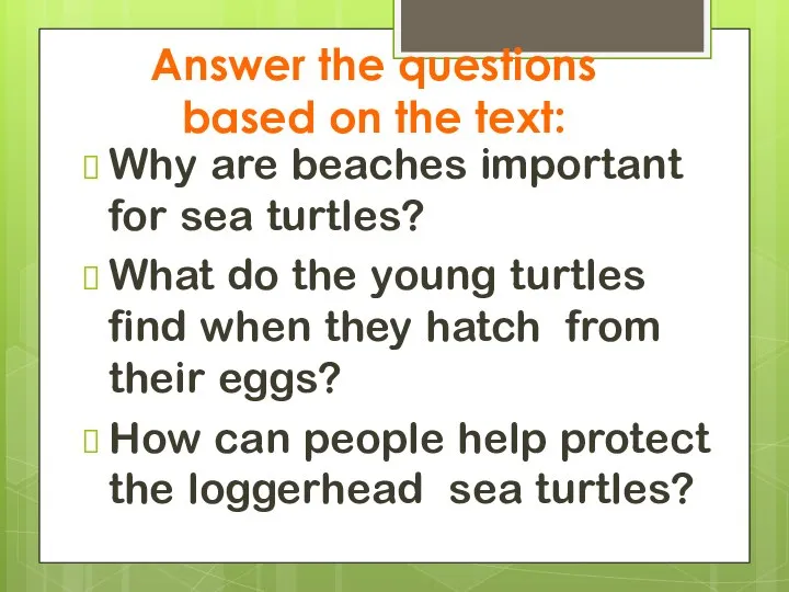 Why are beaches important for sea turtles? What do the young turtles
