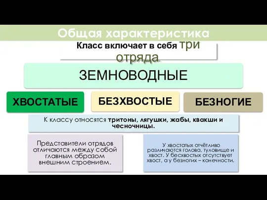 Общая характеристика Класс включает в себя три отряда. Представители отрядов отличаются между