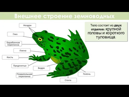 Внешнее строение земноводных Тело состоит из двух отделов: крупной головы и короткого туловища.