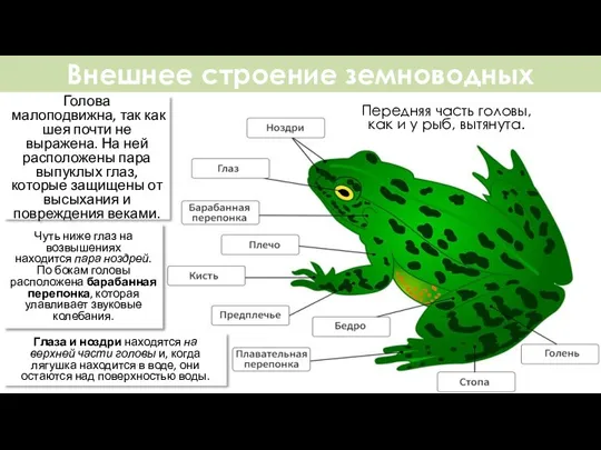 Внешнее строение земноводных Передняя часть головы, как и у рыб, вытянута. Голова