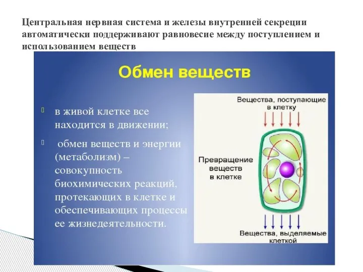 Центральная нервная система и железы внутренней секреции автоматически поддерживают равновесие между поступлением и использованием веществ