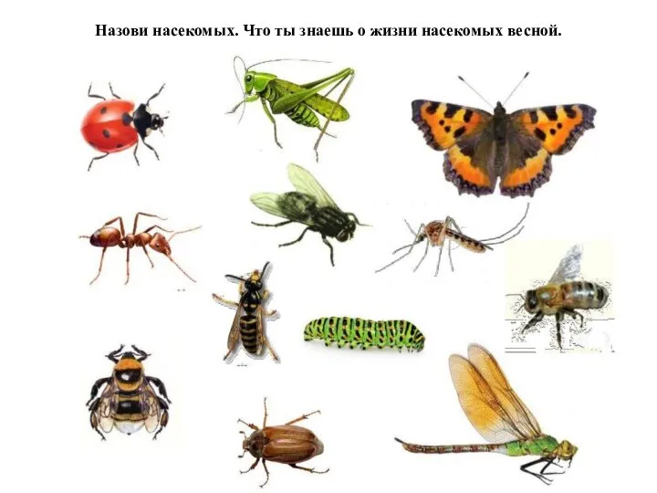 Назови насекомых. Что ты знаешь о жизни насекомых весной.