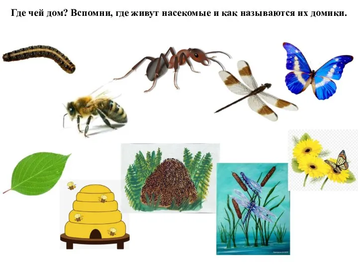 Где чей дом? Вспомни, где живут насекомые и как называются их домики.