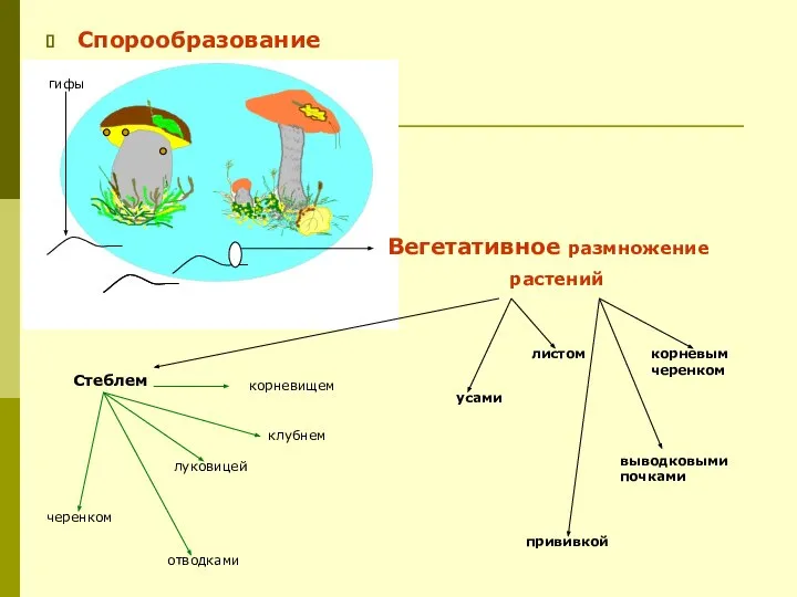 Спорообразование Вегетативное размножение растений луковицей черенком корневым черенком корневищем клубнем усами отводками