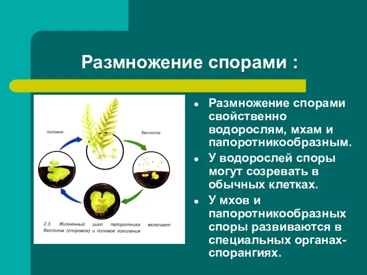 Размножение спорами : Размножение спорами свойственно водорослям, мхам и папоротникообразным. У водорослей