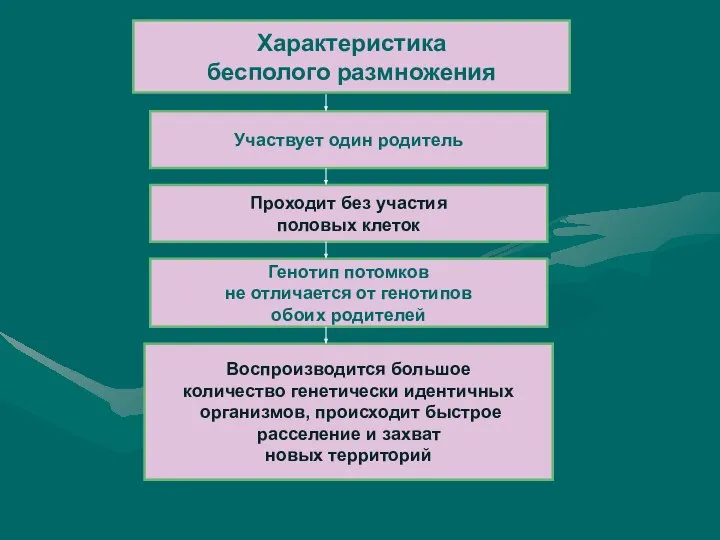 Характеристика бесполого размножения Участвует один родитель Проходит без участия половых клеток Воспроизводится