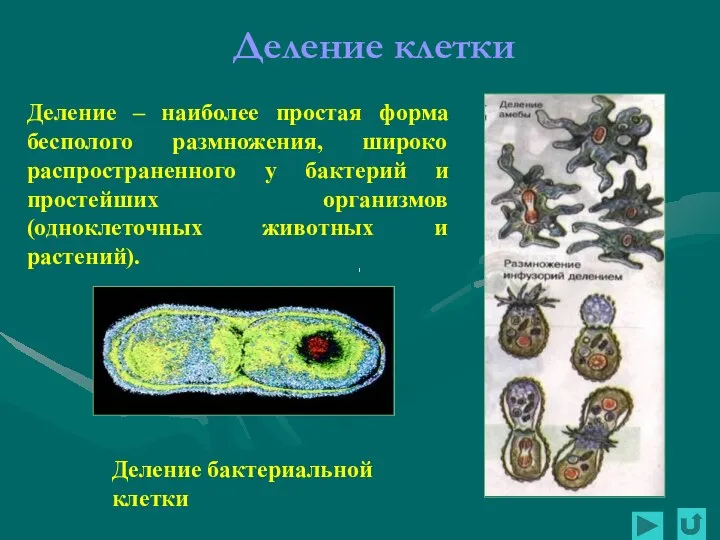 Деление бактериальной клетки Деление клетки Деление – наиболее простая форма бесполого размножения,