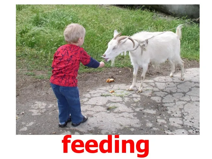 feeding