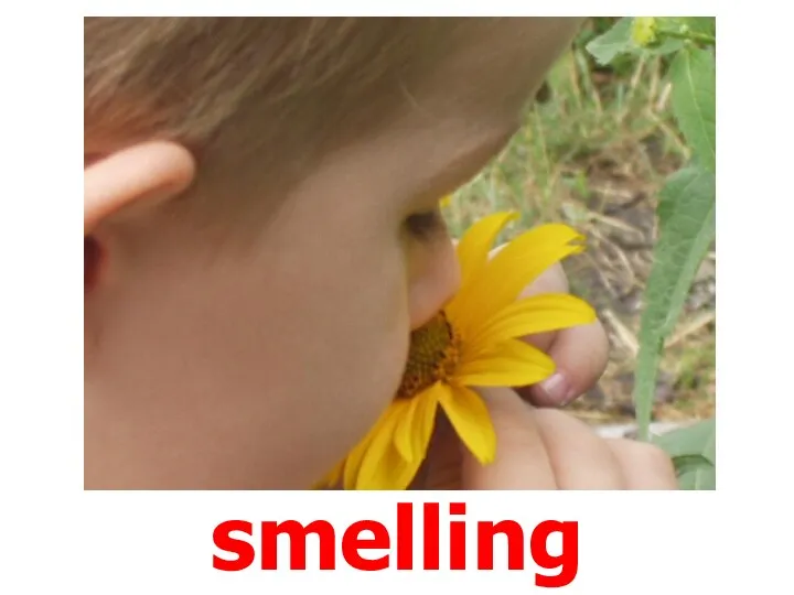 smelling