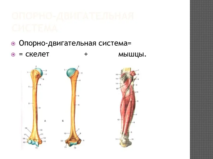 ОПОРНО-ДВИГАТЕЛЬНАЯ СИСТЕМА Опорно-двигательная система= = скелет + мышцы.