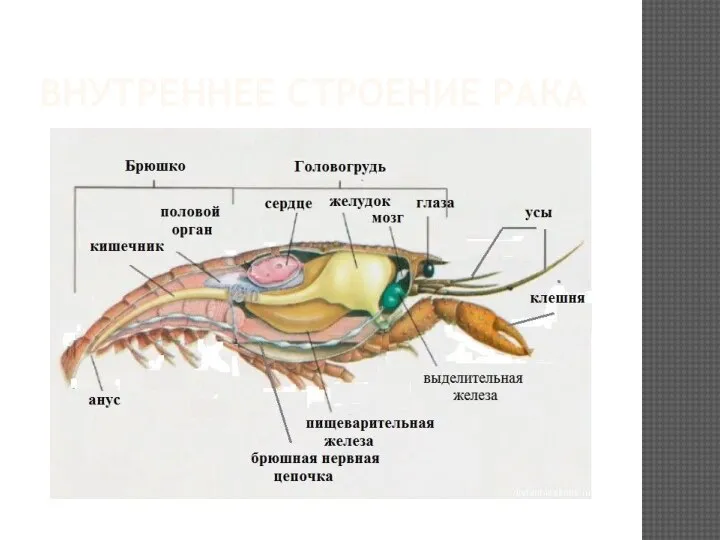 ВНУТРЕННЕЕ СТРОЕНИЕ РАКА