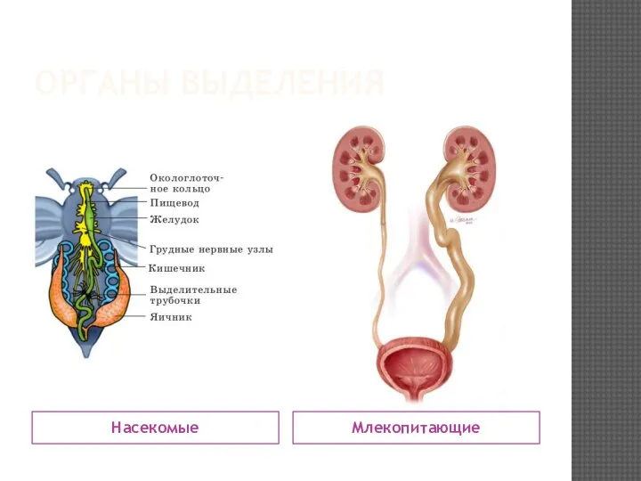 ОРГАНЫ ВЫДЕЛЕНИЯ Насекомые Млекопитающие