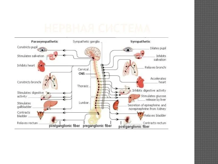 НЕРВНАЯ СИСТЕМА Следит за работой работой всех органов
