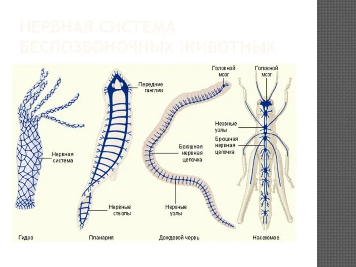 НЕРВНАЯ СИСТЕМА БЕСПОЗВОНОЧНЫХ ЖИВОТНЫХ У червей похожа на лестницу У позвоночных: мозг + нервы