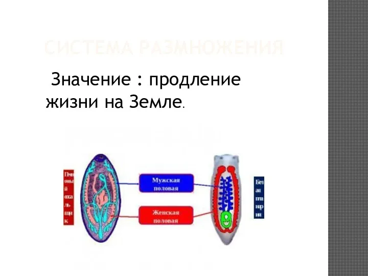 СИСТЕМА РАЗМНОЖЕНИЯ Значение : продление жизни на Земле.