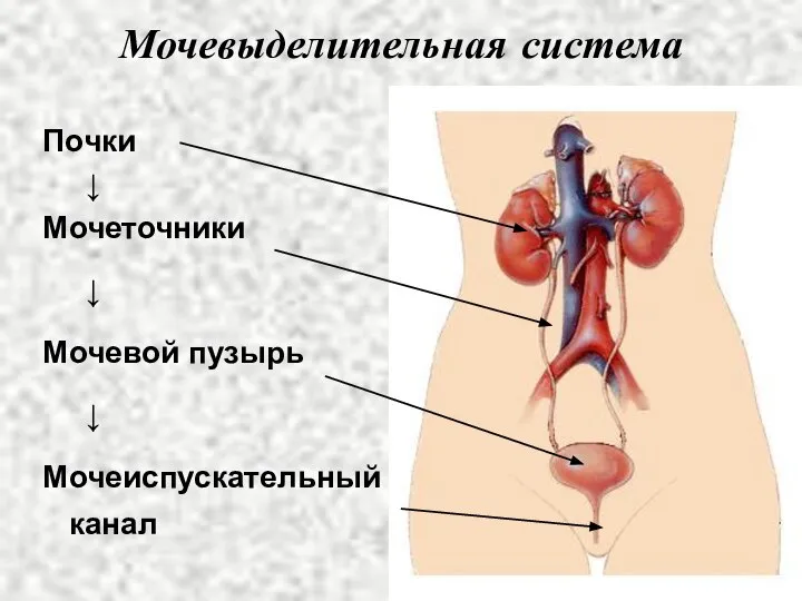 Мочевыделительная система Почки ↓ Мочеточники ↓ Мочевой пузырь ↓ Мочеиспускательный канал