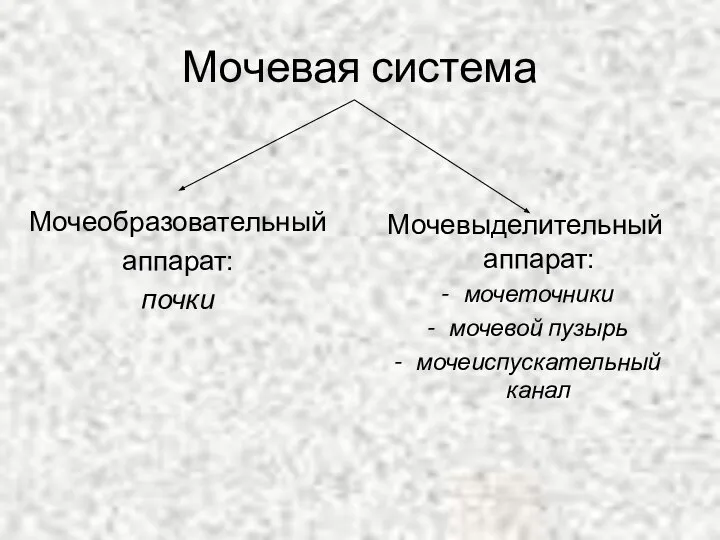 Мочевая система Мочеобразовательный аппарат: почки Мочевыделительный аппарат: мочеточники мочевой пузырь мочеиспускательный канал