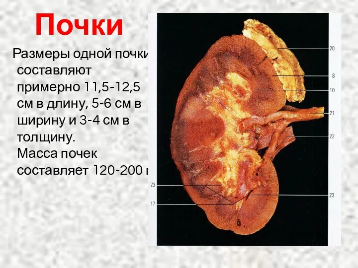 Почки Размеры одной почки составляют примерно 11,5-12,5 см в длину, 5-6 см