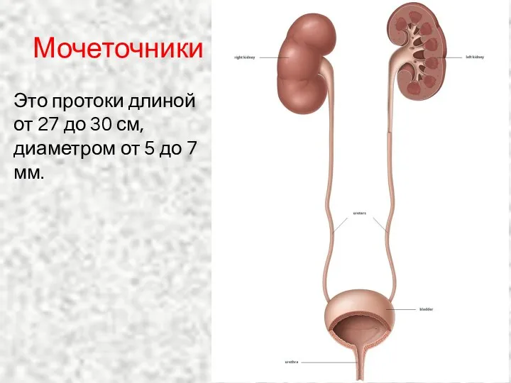 Мочеточники Это протоки длиной от 27 до 30 см, диаметром от 5 до 7 мм.